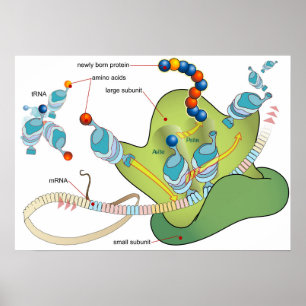 Affiche Diagramme de l'ARNm des molécules d'ARNt et des pr