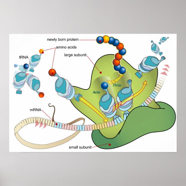 Affiche Diagramme de l'ARNm des molécules d'ARNt et des pr (Devant)