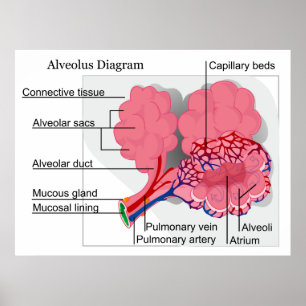 Affiche Diagramme de Mammalian Alveolus of the Lungs