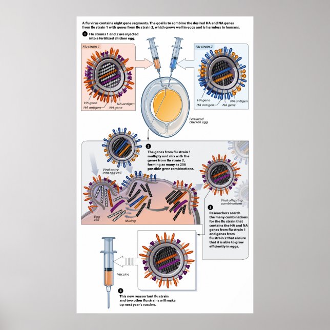 Affiche Diagramme de réassortiment génétique pour les vacc (Devant)