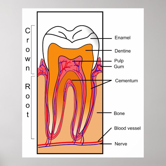 Affiche Diagramme de section transversale d'une dent humai (Devant)