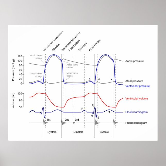 Affiche Diagramme de Wiggers événements cardiaccycle gauch (Devant)