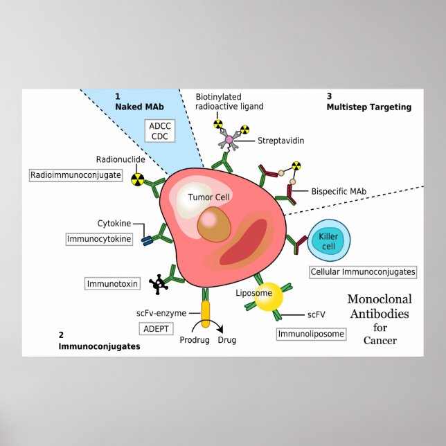 Affiche Diagramme des anticorps monoclonaux contre le canc (Devant)