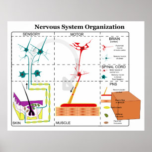 Affiche Diagramme des fonctions de base du système nerveux