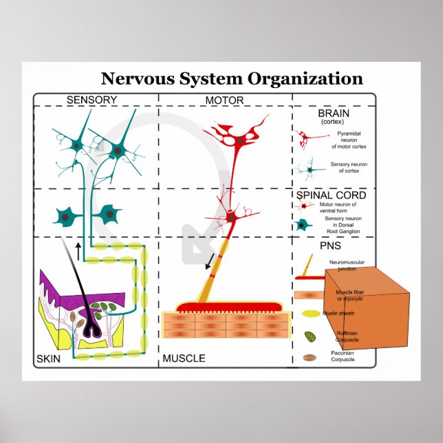 Affiche Diagramme des fonctions de base du système nerveux (Devant)