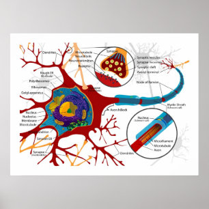 Affiche Diagramme des neurones Cellules nerveuses