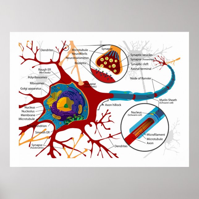 Affiche Diagramme des neurones Cellules nerveuses (Devant)