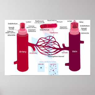 Affiche Diagramme des vaisseaux sanguins, artères, veines,