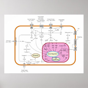 Affiche Diagramme des voies de transduction des signaux mo