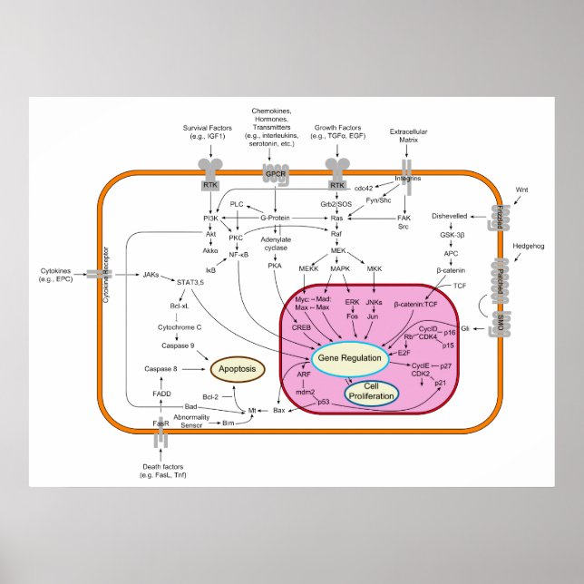 Affiche Diagramme des voies de transduction des signaux mo (Devant)