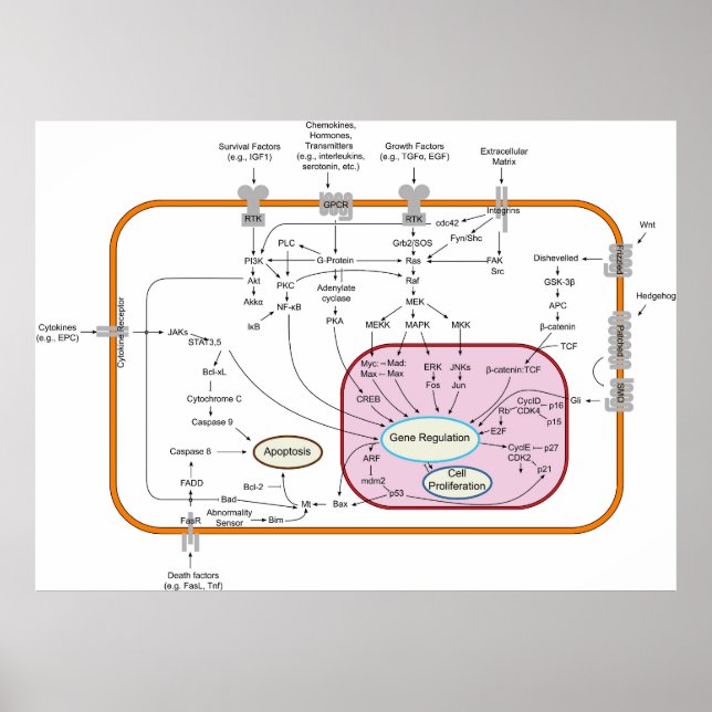 Affiche Diagramme des voies de transduction du signal du g (Devant)