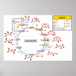 Affiche Diagramme détaillé du cycle de l'acide citrique