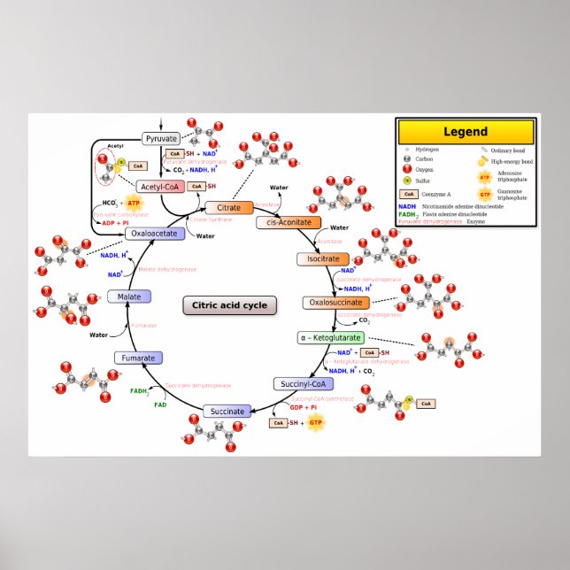 Affiche Diagramme détaillé du cycle de l'acide citrique (Devant)