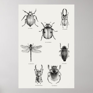 Affiche Diagramme d'insectes