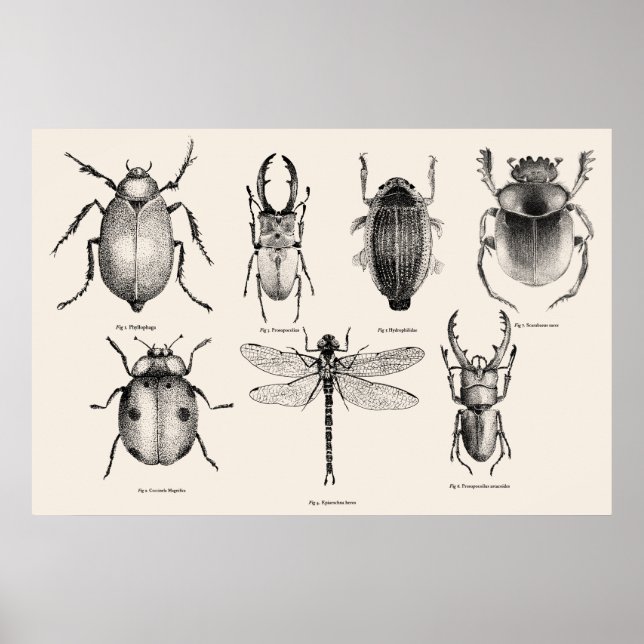 Affiche Diagramme d'insectes II (Devant)