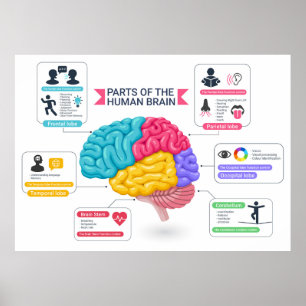 Affiche Diagramme du cerveau humain