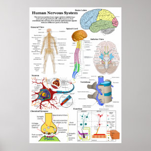 Affiche Diagramme du cerveau humain et du système nerveux