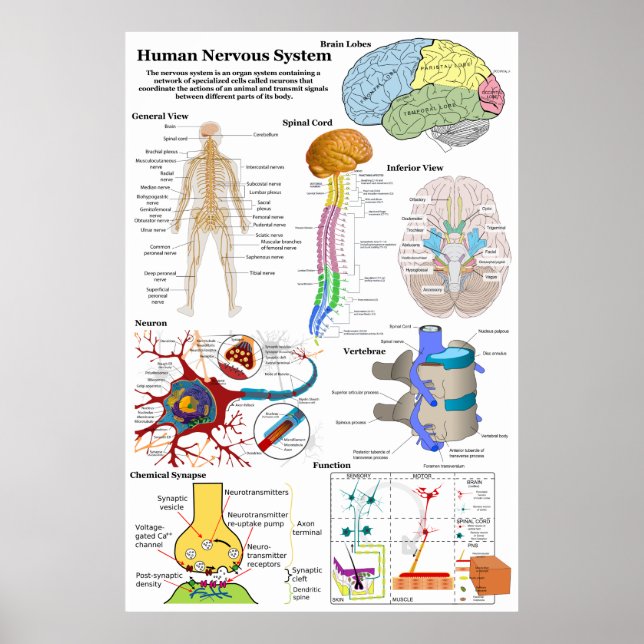 Affiche Diagramme du cerveau humain et du système nerveux  (Devant)
