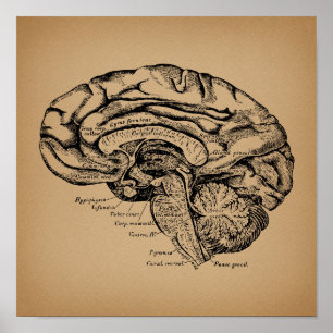 Affiche Diagramme du cerveau Vintage Antique Art Anatomiqu