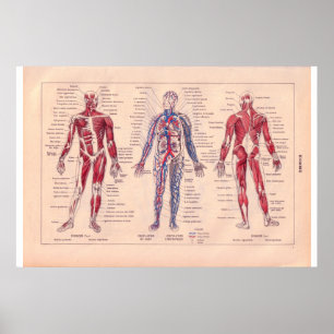 Affiche Diagramme du corps humain, Français 1920