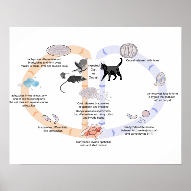 Affiche Diagramme du cycle de vie de Toxoplasma go (Devant)