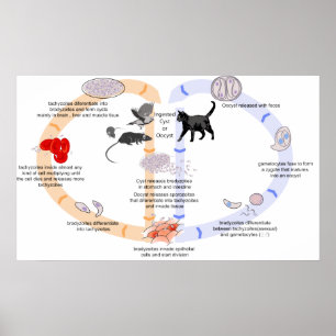 Affiche Diagramme du cycle de vie de Toxoplasma Gondii