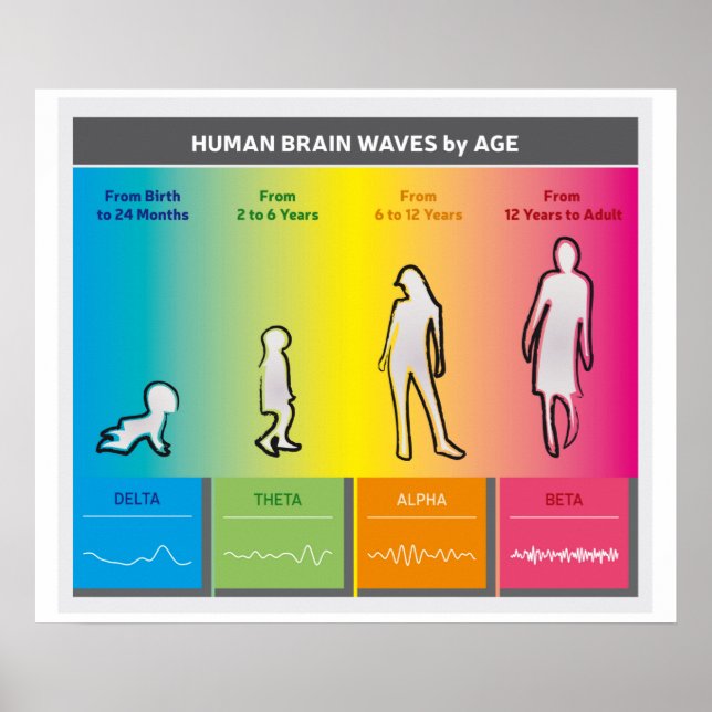 Affiche Diagramme du diagramme de l'âge du cerveau humain  (Devant)