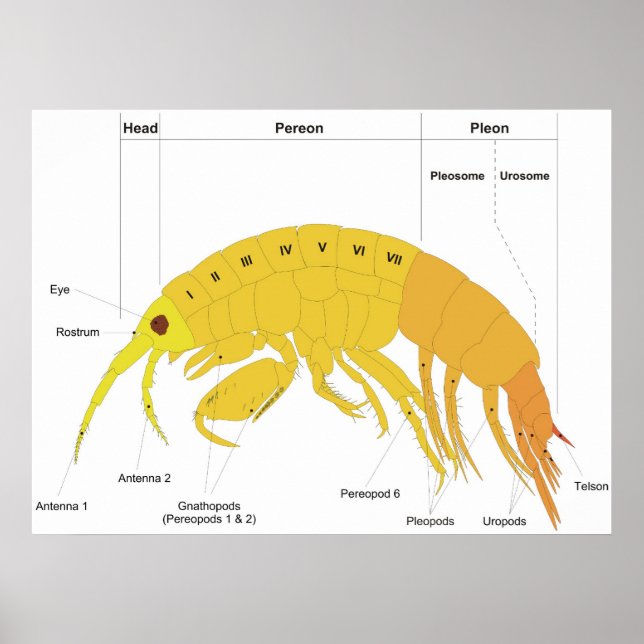 Affiche Diagramme du plan corporel d'un amphipode (Devant)