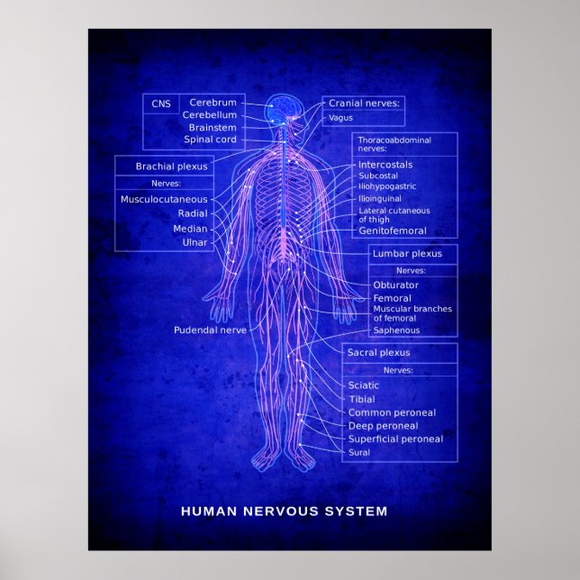 AFFICHE DIAGRAMME DU SYSTÈME NERVEUX HUMAIN - BLUEPRINT (Devant)