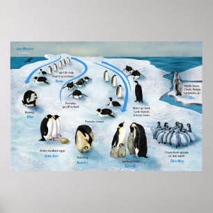 Affiche Diagramme d'un cycle de vie de l'empereur Penguin