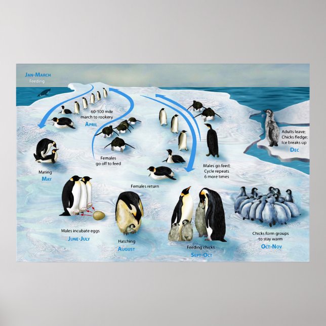 Affiche Diagramme d'un cycle de vie de l'empereur Penguin (Devant)