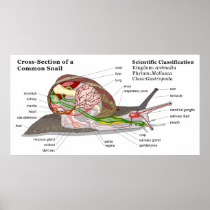 Affiche Diagramme d'un escargot de jardin commun (Helix as