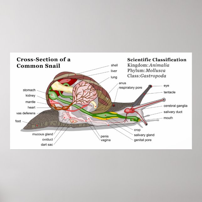 Affiche Diagramme d'un escargot de jardin commun (Helix as (Devant)