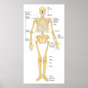 Affiche Diagramme d'un Skeleton féminin humain Vue frontal