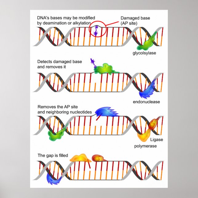 Affiche Diagramme d'une simple réparation à base d'ADN (Devant)