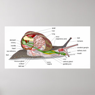 Affiche Diagramme escargot Helix aspersa organe coupé en s