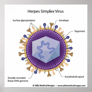 Affiche Diagramme étiqueté Herpesvirus.