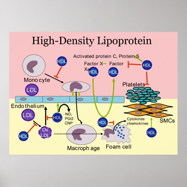 Affiche Diagramme HDL Lipoprotéine haute densité (Devant)
