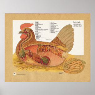 Affiche Diagramme interne d'anatomie de poule de poulet