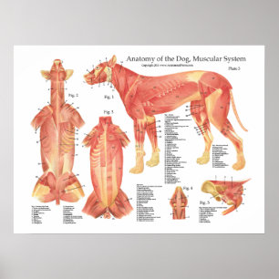 Affiche Diagramme musculaire d'affiche d'anatomie de chien