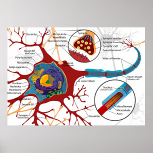 Affiche Diagramme Neurone Complet Cellule Nerveuse Système