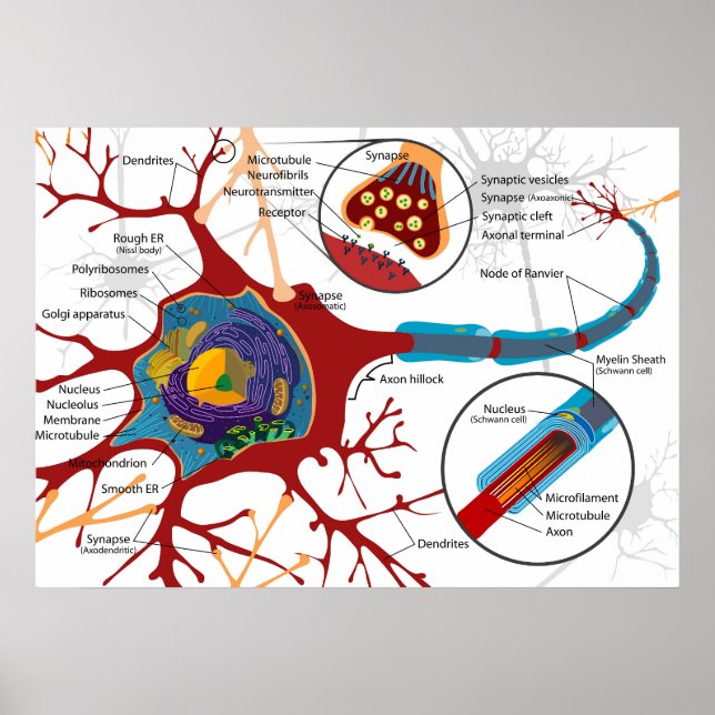 Affiche Diagramme Neurone Complet Cellule Nerveuse Système (Devant)