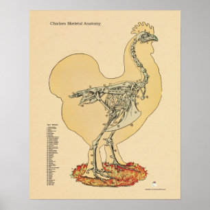 Affiche Diagramme squelettique d'anatomie de poule de