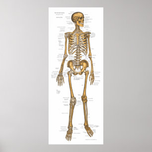 Affiche Diagramme squelettique humain 24 x 60 d'anatomie