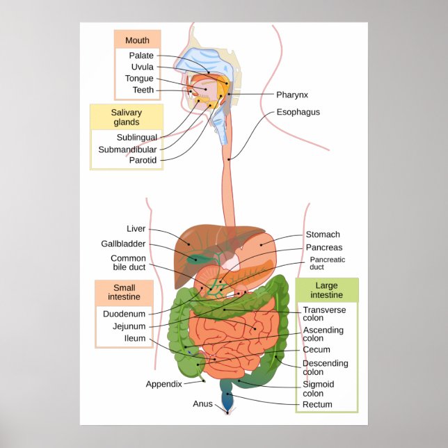 Affiche Diagramme Système digestif gastro-intestinal humai (Devant)