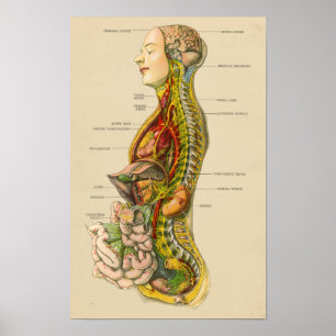 Affiche Diagramme vintage d'anatomie de système nerveux