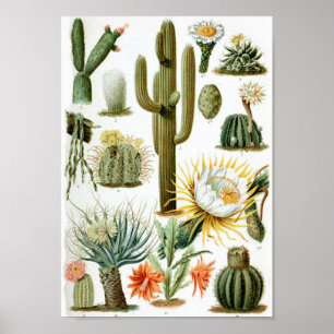Affiche Diagramme vintage de cactus