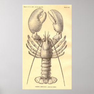 Affiche Diagramme vintage de homard (1897)