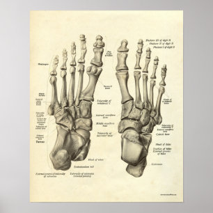 Affiche Diagramme vintage des os des pieds humains