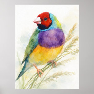 Affiche Diamant de Gould Coloré Perché